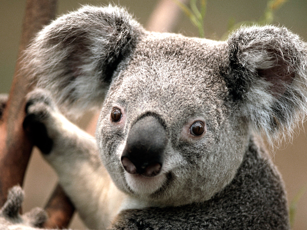 Chapman University, Koala at the Zoo